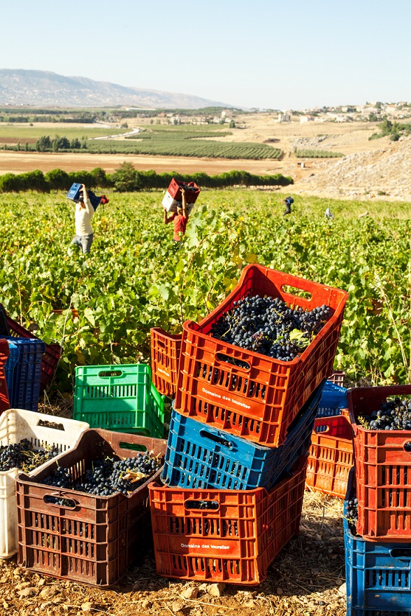 Tourelles harvest